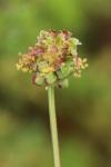 Poterium sanguisorba