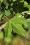 Laburnum anagyroides