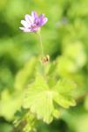 Geranium pyrenaicum