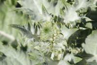 Onopordum acanthium