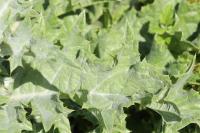 Onopordum acanthium