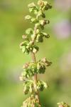 Rumex crispus