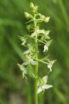 Platanthera chlorantha