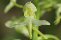 Platanthera chlorantha