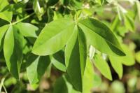 Laburnum anagyroides