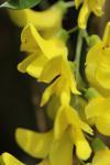 Laburnum anagyroides