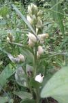 Cephalanthera damasonium