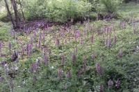 Orchis purpurea