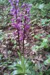 Orchis mascula