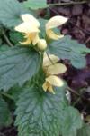 Lamium galeobdolon