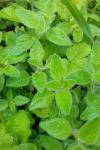 Origanum vulgare