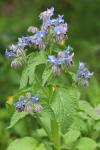 Borago officinalis