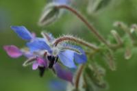 Borago officinalis