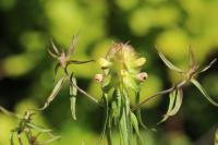Melampyrum cristatum