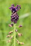 Muscari comosum