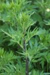 Artemisia vulgaris