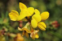 Hippocrepis comosa