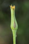 Tragopogon pratensis