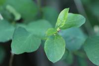 Symphoricarpos albus