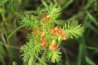 Euphorbia cyparissias