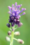 Muscari comosum