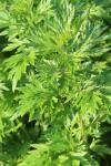 Artemisia vulgaris