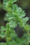 Aphanes arvensis