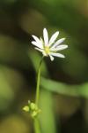 Stellaria graminea