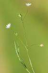 Stellaria graminea
