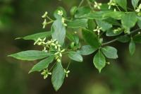 Ligustrum vulgare
