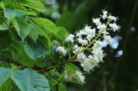 Aesculus hippocastanum