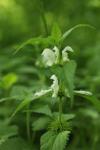 Lamium album