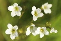 Saxifraga granulata