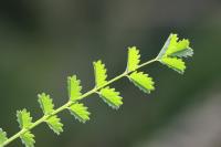 Poterium sanguisorba
