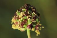 Poterium sanguisorba