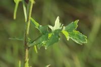 Sisymbrium officinale