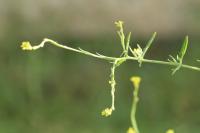 Sisymbrium officinale