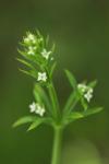 Galium aparine