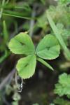 Medicago arabica