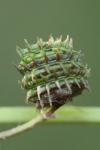 Medicago arabica