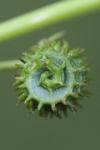 Medicago arabica