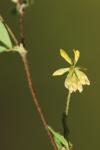 Trifolium dubium