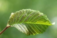 Ulmus minor