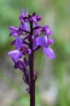Orchis mascula