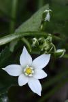 Ornithogalum umbellatum