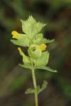 Rhinanthus minor