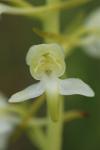 Platanthera chlorantha