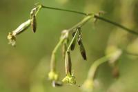 Silene nutans