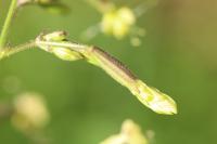 Silene nutans