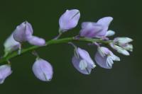 Polygala calcarea